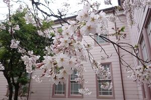 入学式(桜) 入学式(桜)
