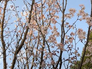 sakura2 sakura2