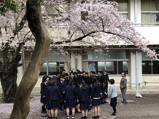sakura3 sakura3